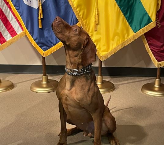 K9 Capone