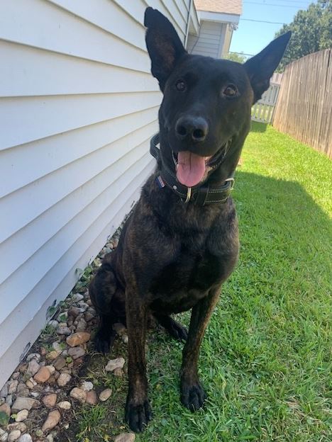 K9 Thanos
